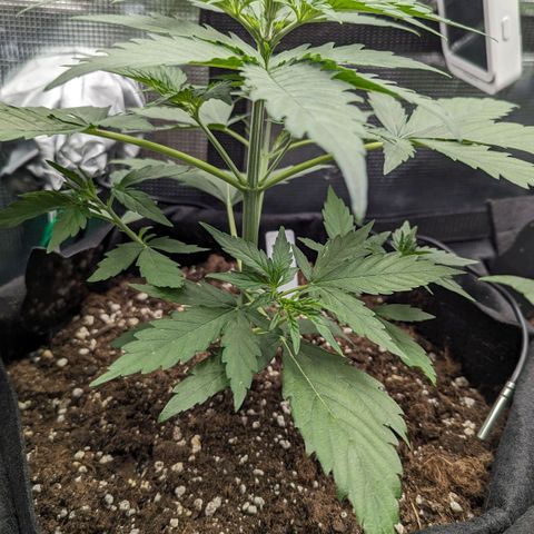Medusa growlog timeline photo