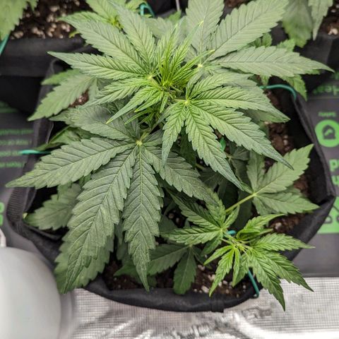 Titan growlog timeline photo