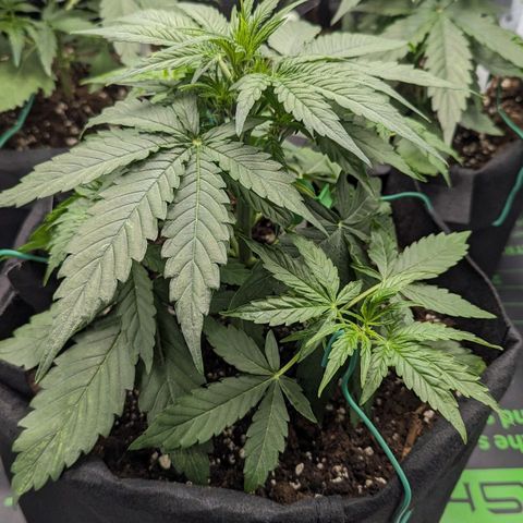 Titan growlog timeline photo