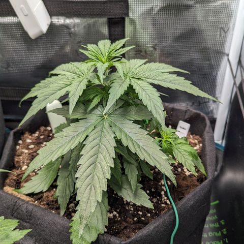 Epsilon growlog timeline photo