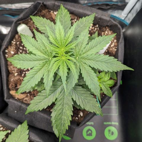 Epsilon growlog timeline photo