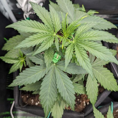 Medusa growlog timeline photo