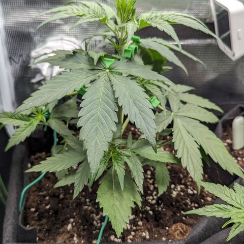 Medusa growlog timeline photo