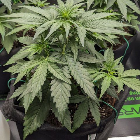Titan growlog timeline photo