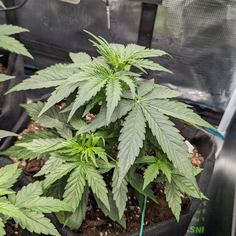 Epsilon growlog timeline photo