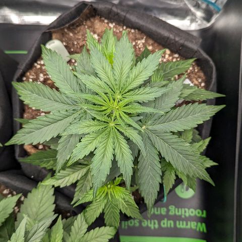 Epsilon growlog timeline photo