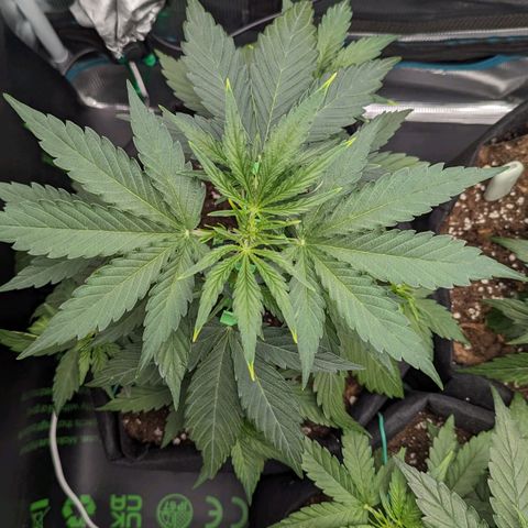 Medusa growlog timeline photo