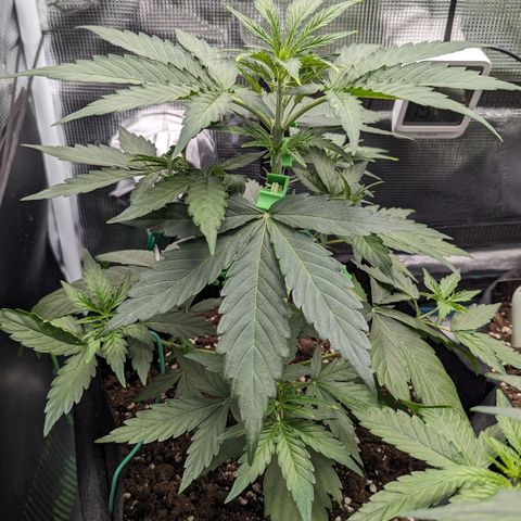Medusa growlog timeline photo