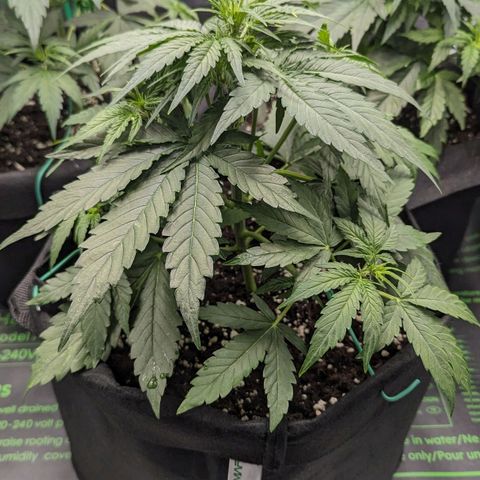 Titan growlog timeline photo