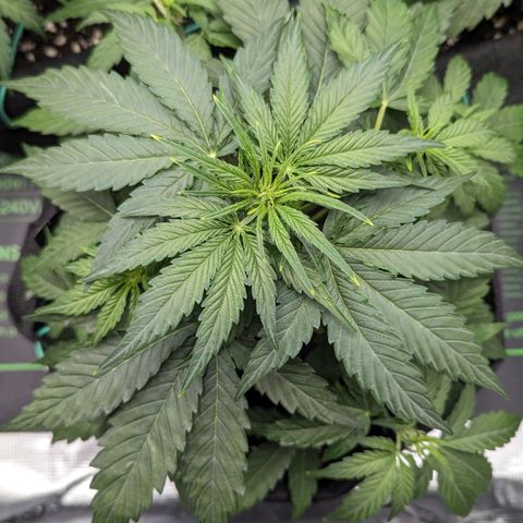Titan growlog timeline photo