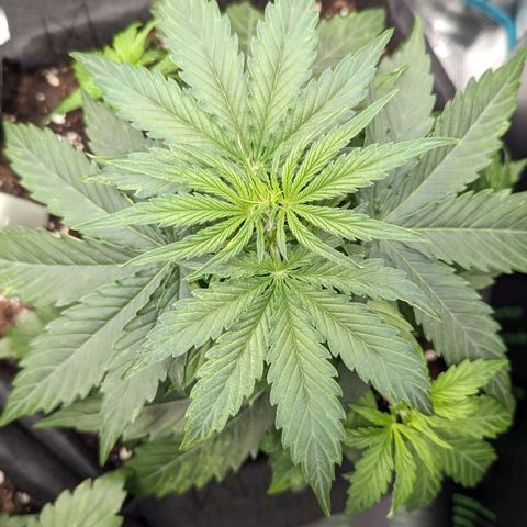 Epsilon growlog timeline photo