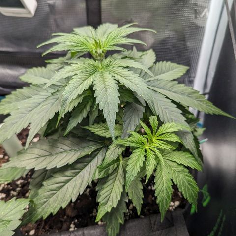 Epsilon growlog timeline photo