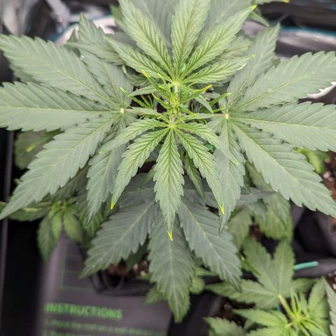Medusa growlog timeline photo