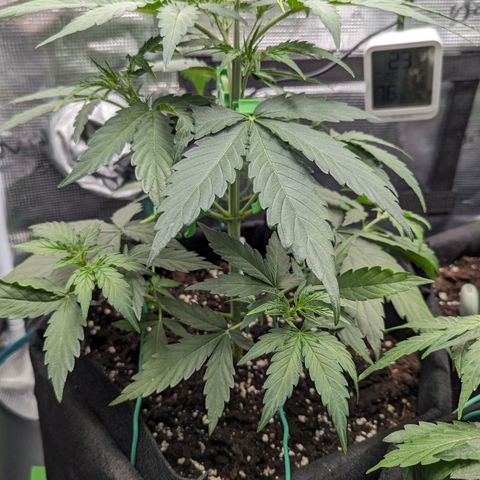 Medusa growlog timeline photo