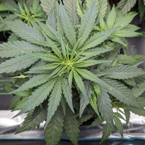 Titan growlog timeline photo