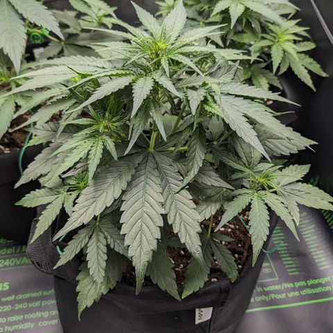 Titan growlog timeline photo