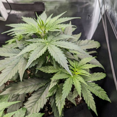 Epsilon growlog timeline photo