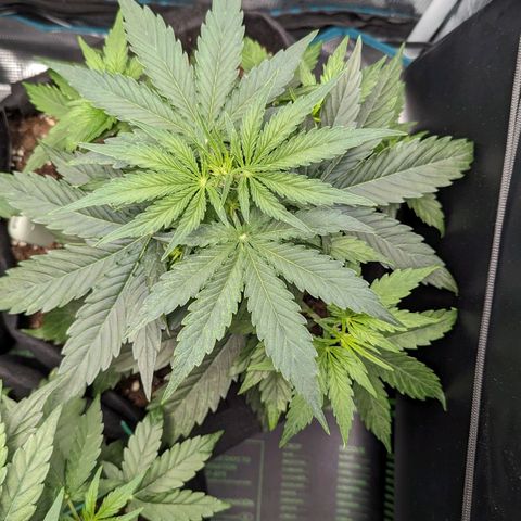 Epsilon growlog timeline photo