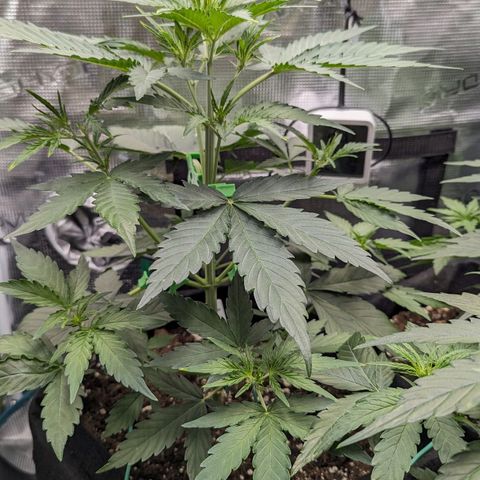 Medusa growlog timeline photo