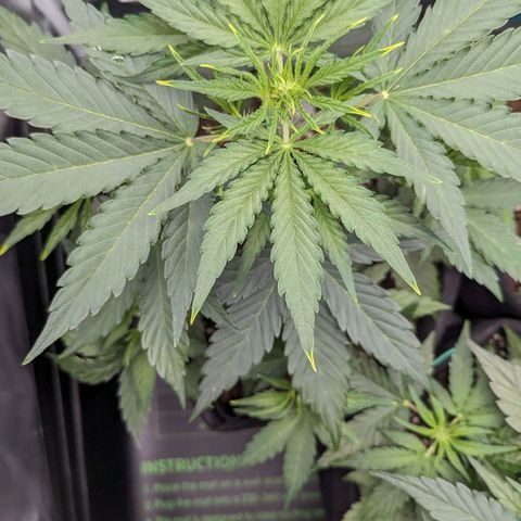 Medusa growlog timeline photo