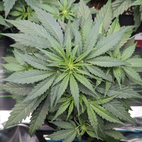 Titan growlog timeline photo