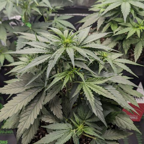 Titan growlog timeline photo