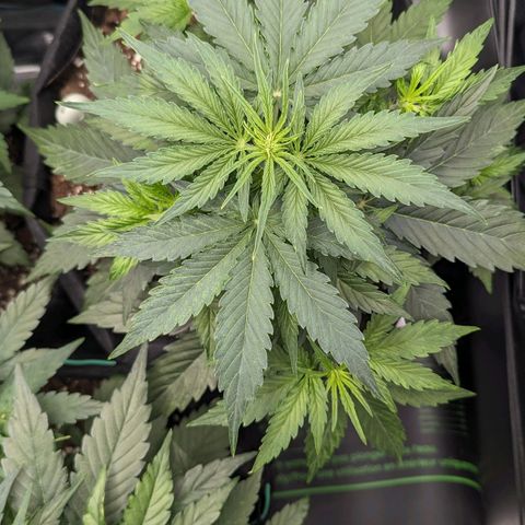 Epsilon growlog timeline photo