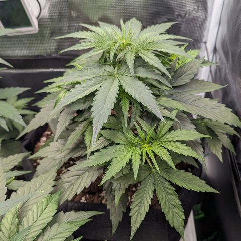 Epsilon growlog timeline photo