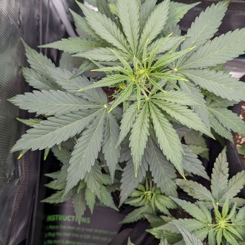 Medusa growlog timeline photo