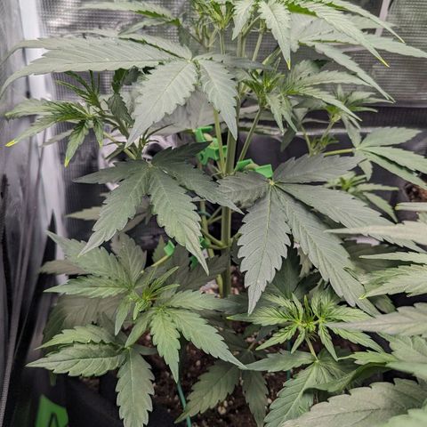 Medusa growlog timeline photo