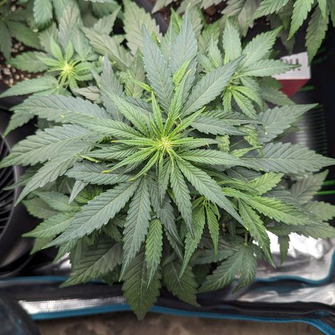 Titan growlog timeline photo