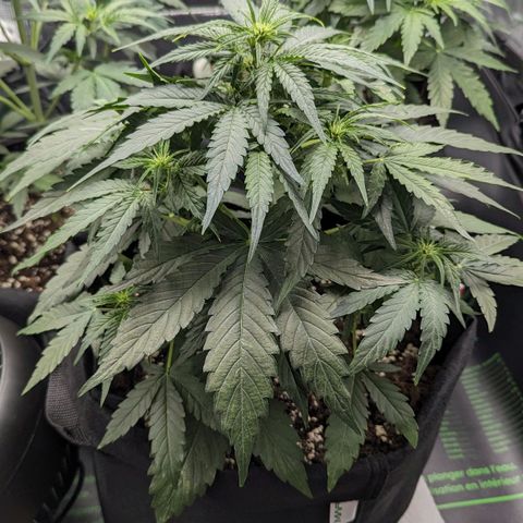 Titan growlog timeline photo