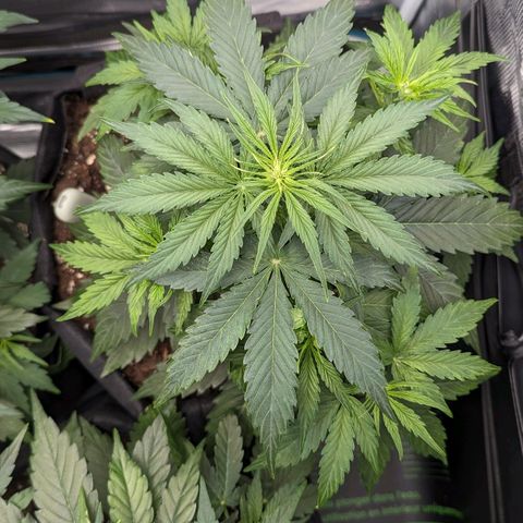 Epsilon growlog timeline photo