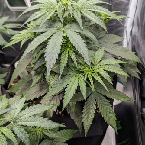 Epsilon growlog timeline photo