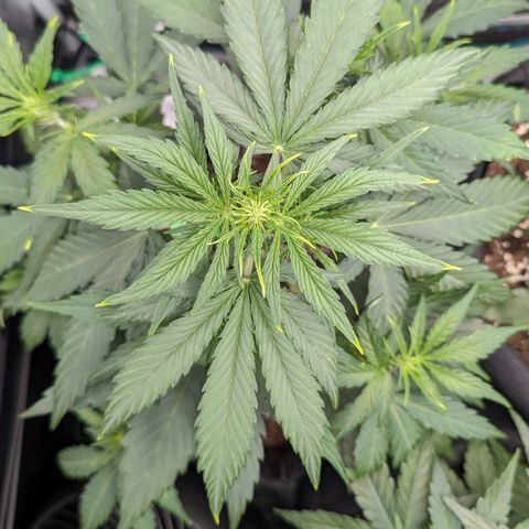 Medusa growlog timeline photo