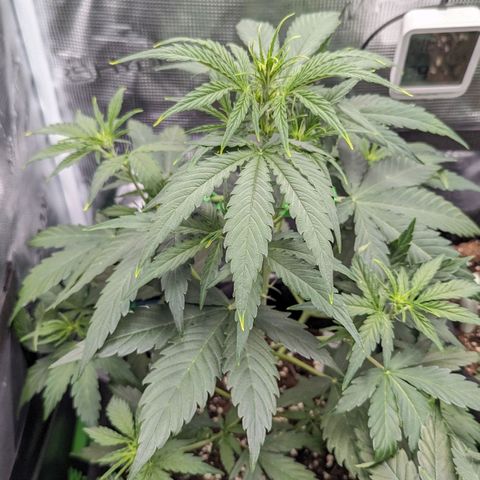 Medusa growlog timeline photo