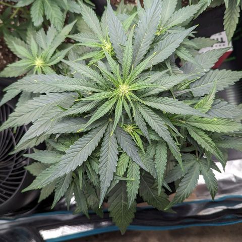 Titan growlog timeline photo