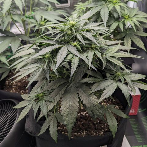 Titan growlog timeline photo