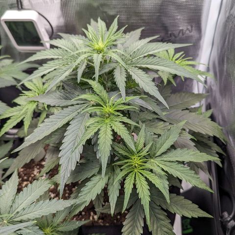 Epsilon growlog timeline photo