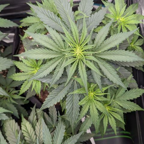 Epsilon growlog timeline photo