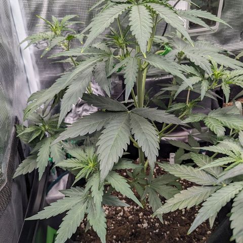 Medusa growlog timeline photo