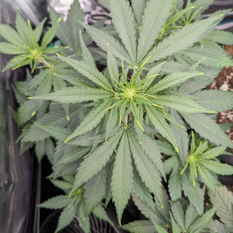 Medusa growlog timeline photo