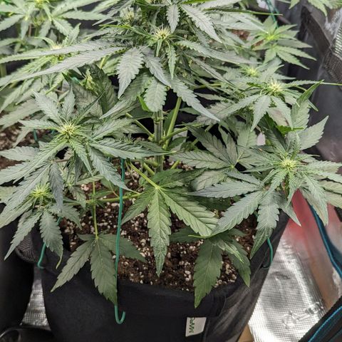 Titan growlog timeline photo