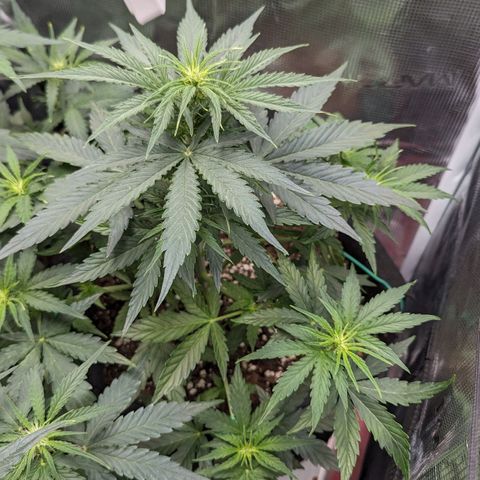 Epsilon growlog timeline photo
