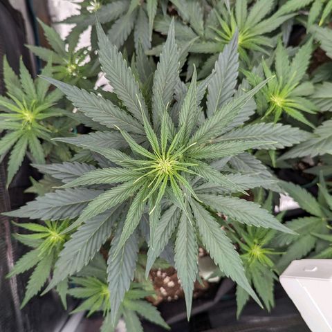 Epsilon growlog timeline photo