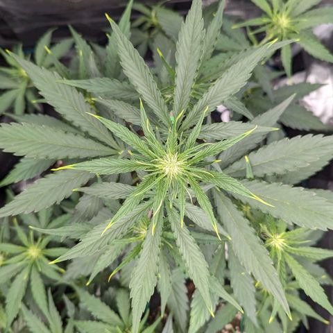Medusa growlog timeline photo