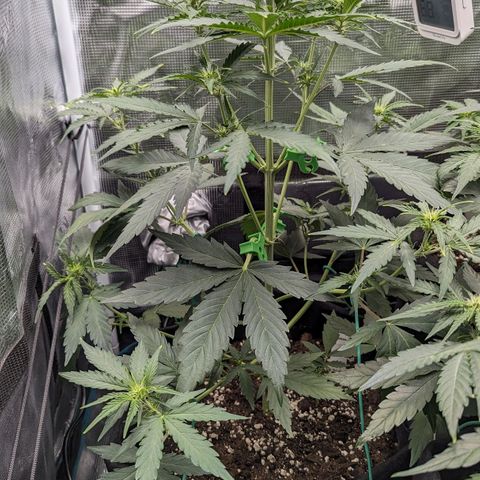 Medusa growlog timeline photo