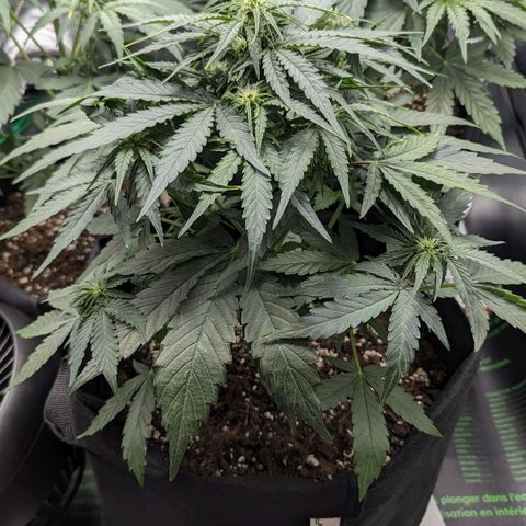 Titan growlog timeline photo