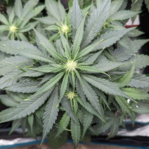 Titan growlog timeline photo