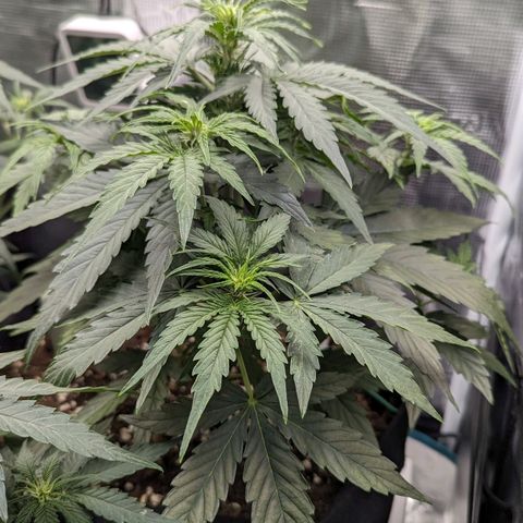 Epsilon growlog timeline photo